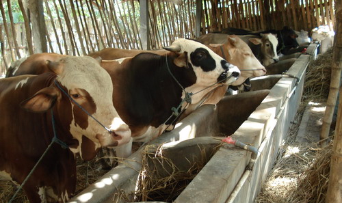 Harga Sapi Kurban 2012  Jual Daging Impor Bulog Murah